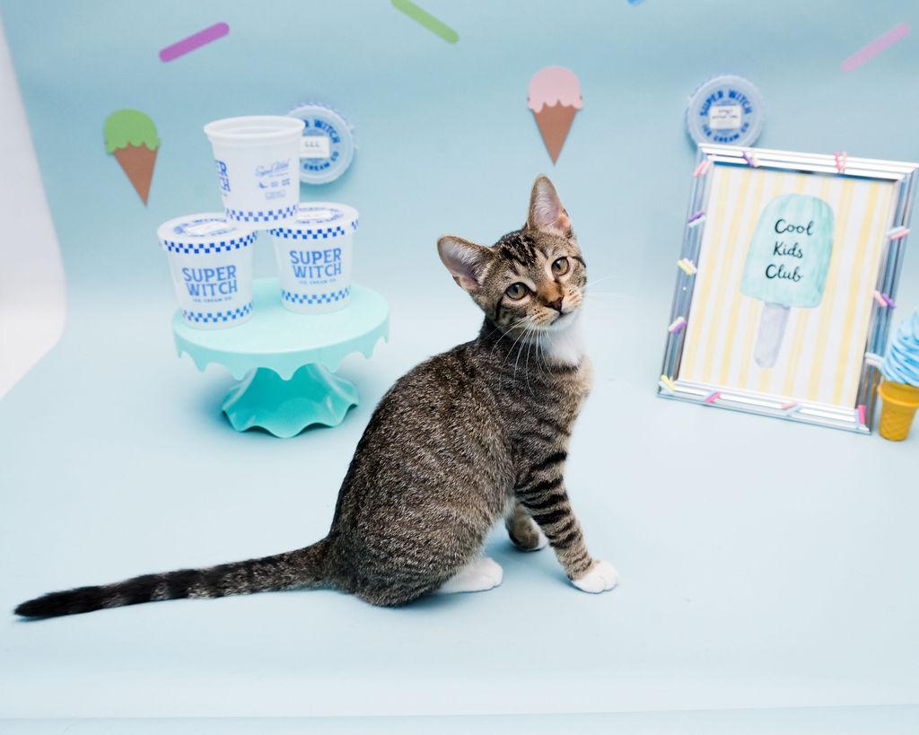 Aurora, ADOPTABLE, Kitten Female Domestic Short Hair.