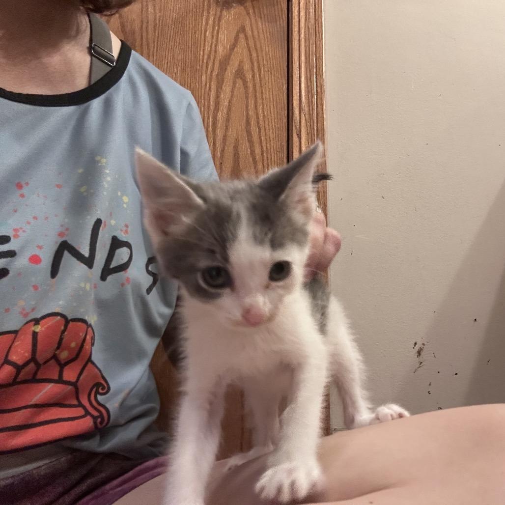 Propane, a Adoptable Domestic Short Hair in Wichita, KS image 1/6