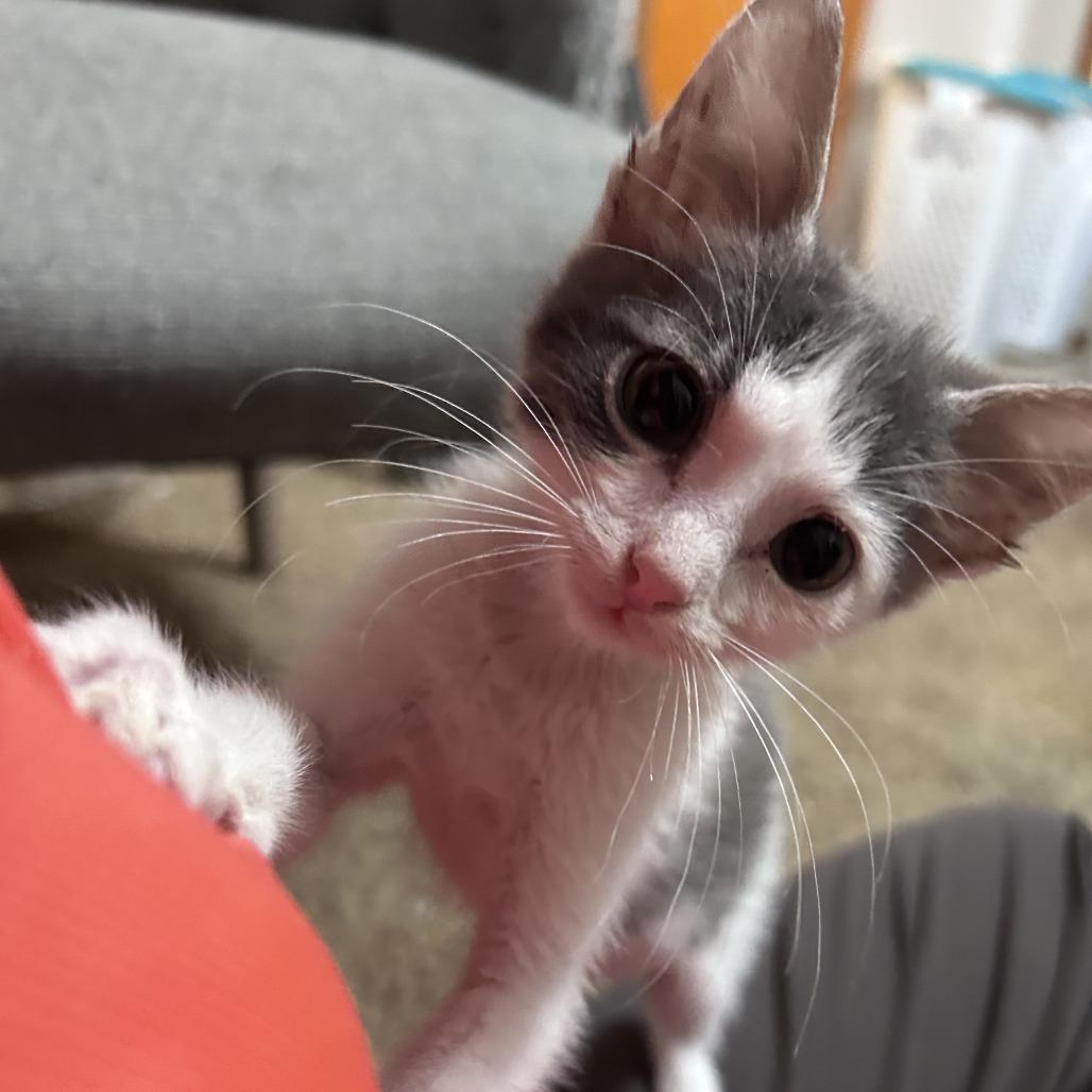 Propane, a Adoptable Domestic Short Hair in Wichita, KS image 3/6