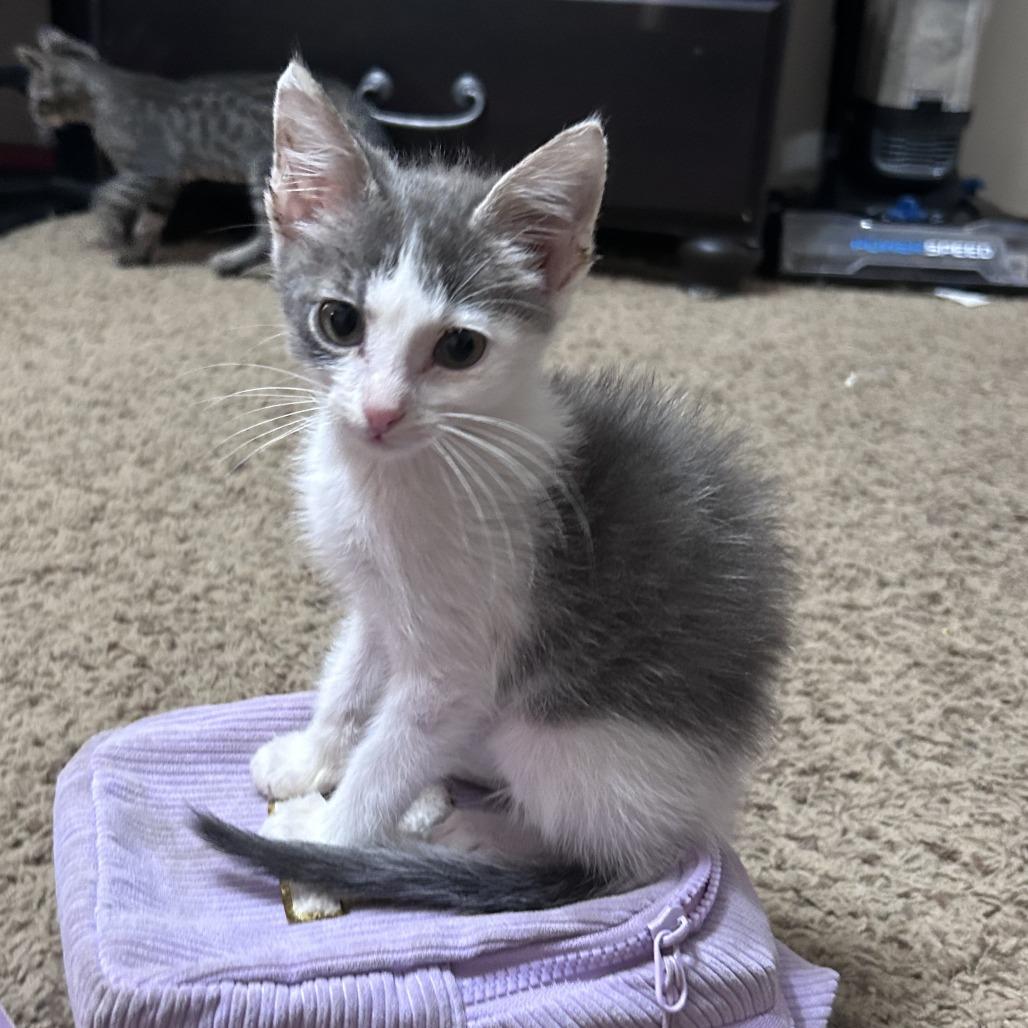 Propane, a Adoptable Domestic Short Hair in Wichita, KS image 4/6
