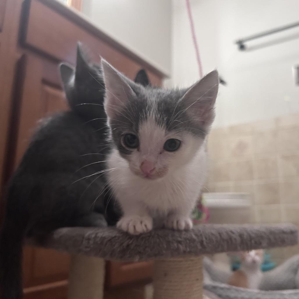 Propane, a Adoptable Domestic Short Hair in Wichita, KS image 5/6
