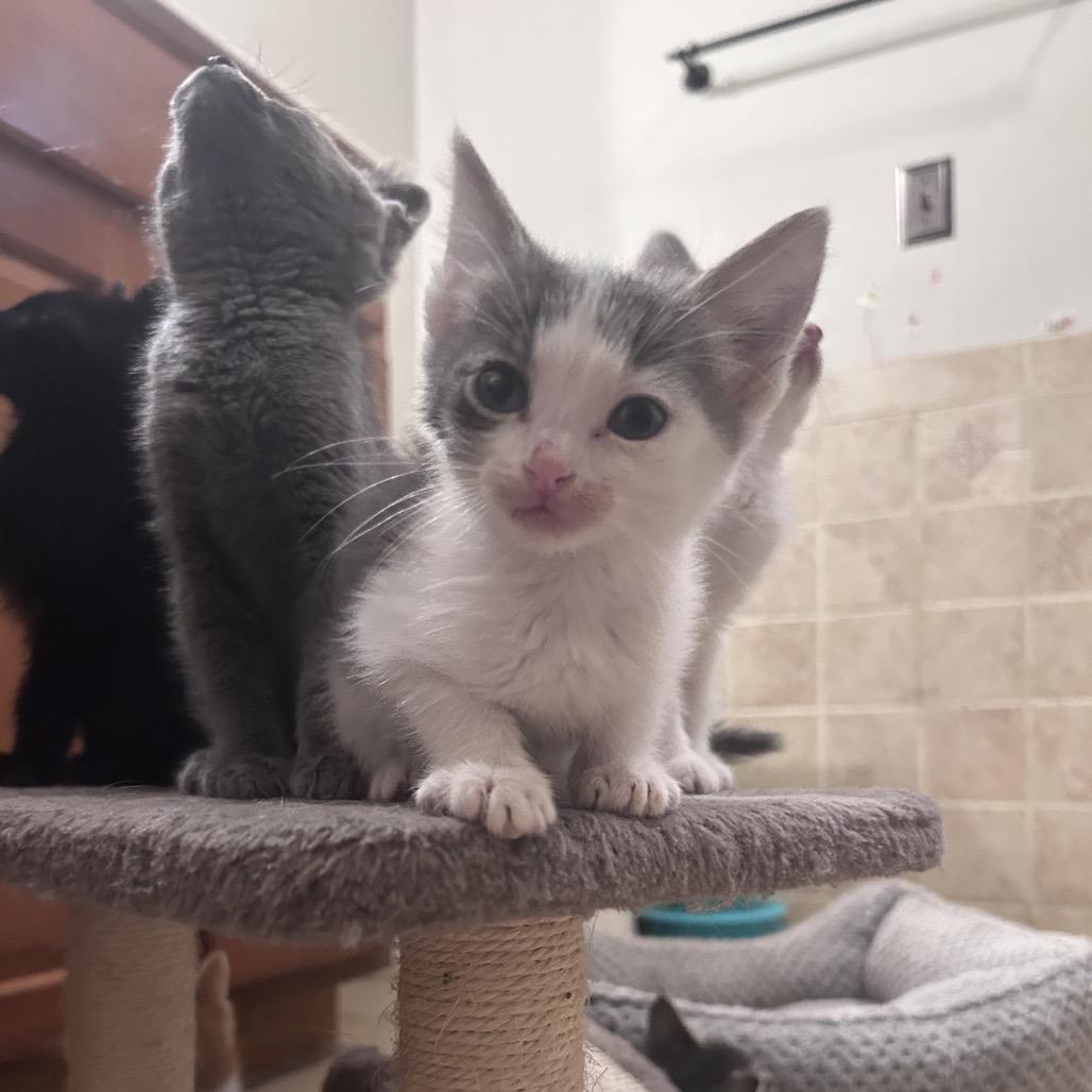 Propane, a Adoptable Domestic Short Hair in Wichita, KS image 6/6