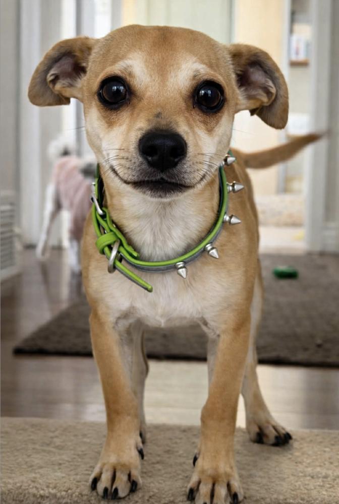 Enlarge Bucky, a Adoptable mixed breed in Boulder, CO image 2/5