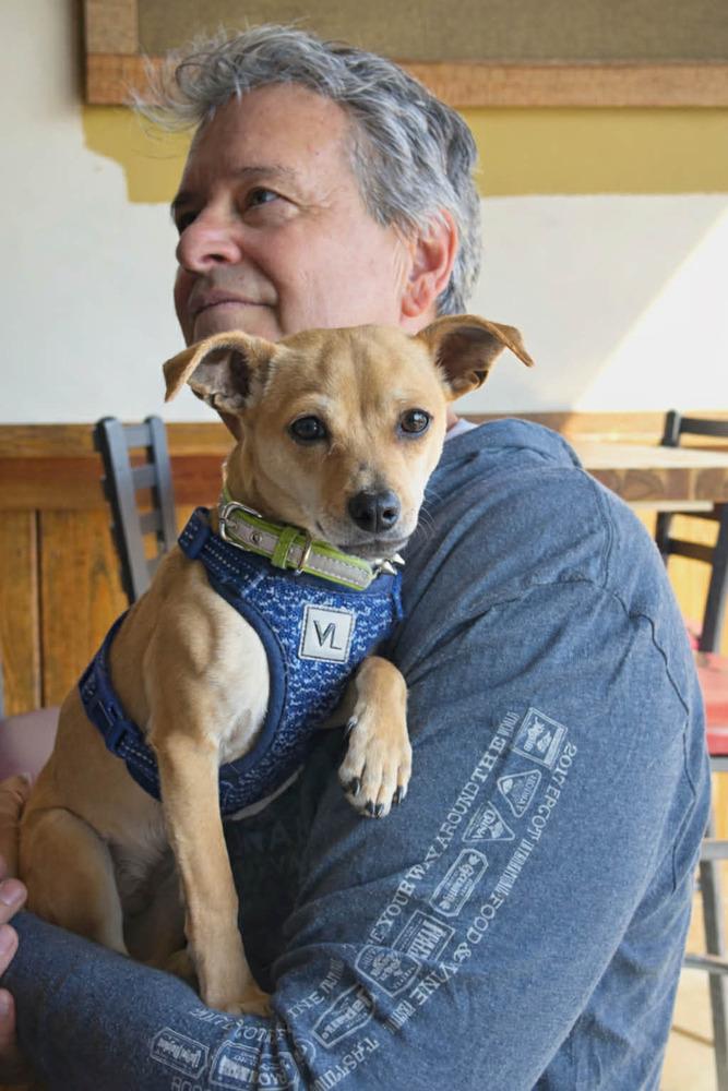 Enlarge Bucky, a Adoptable mixed breed in Boulder, CO image 3/5