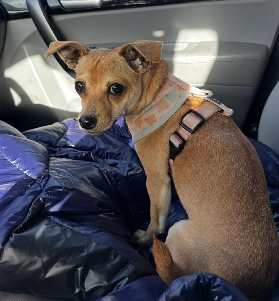 Enlarge Bucky, a Adoptable mixed breed in Boulder, CO image 5/5