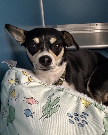 Alexa, Adoptable, Adult Female Mixed Breed & Mixed Breed.