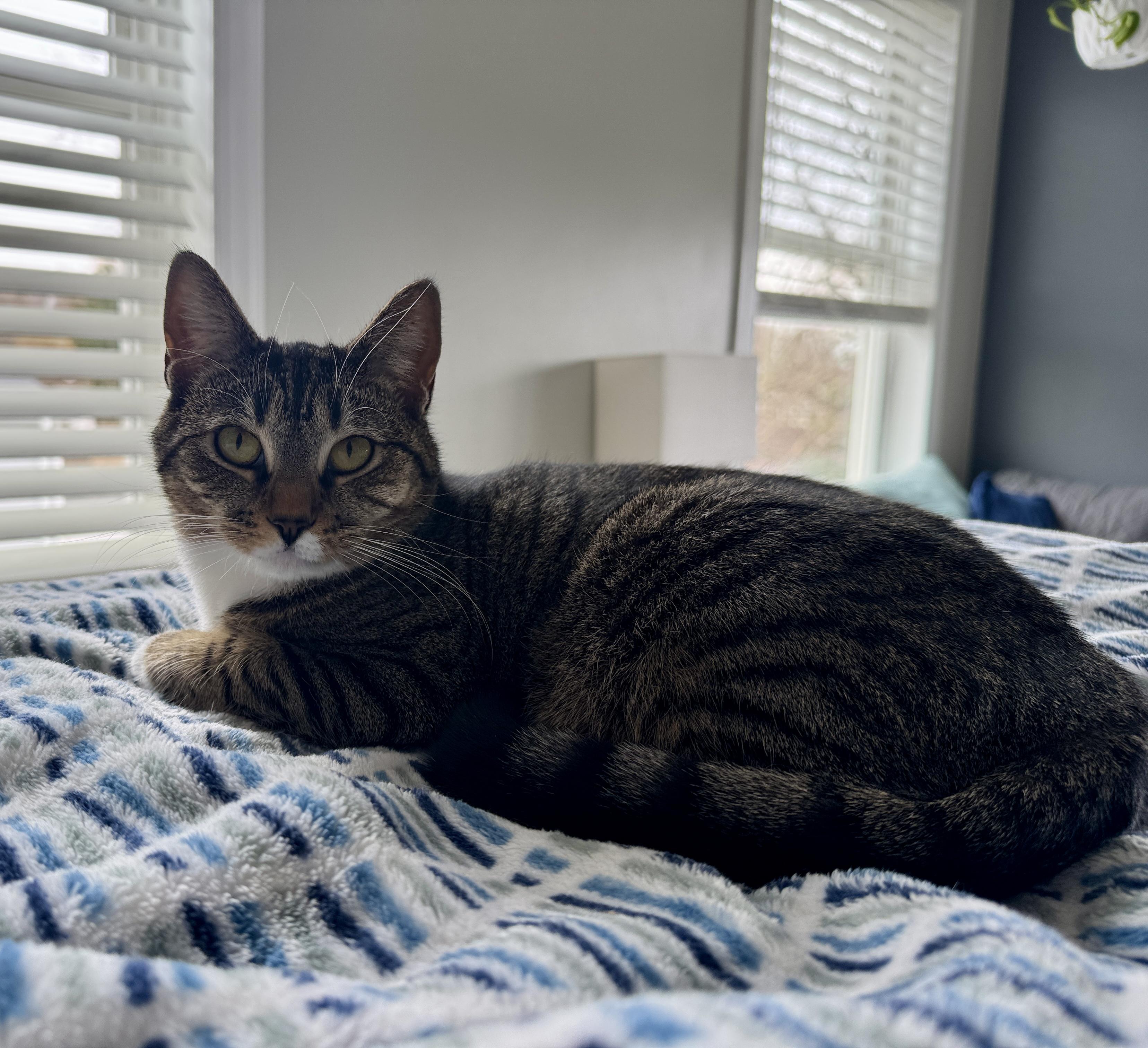Enlarge Cranberry, a Adoptable American Shorthair in Seekonk, MA image 4/5