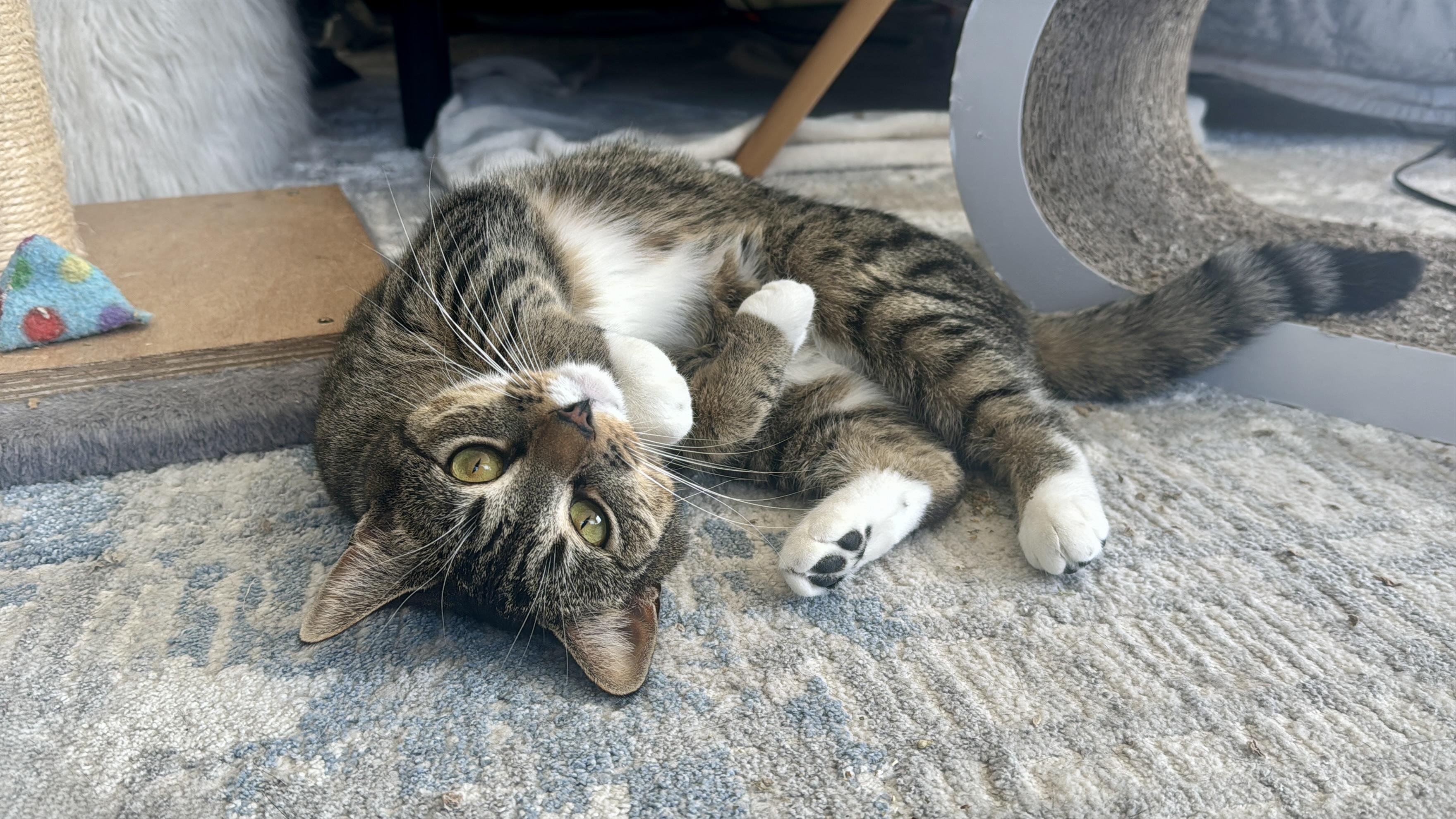 Enlarge Cranberry, a Adoptable American Shorthair in Seekonk, MA image 1/5