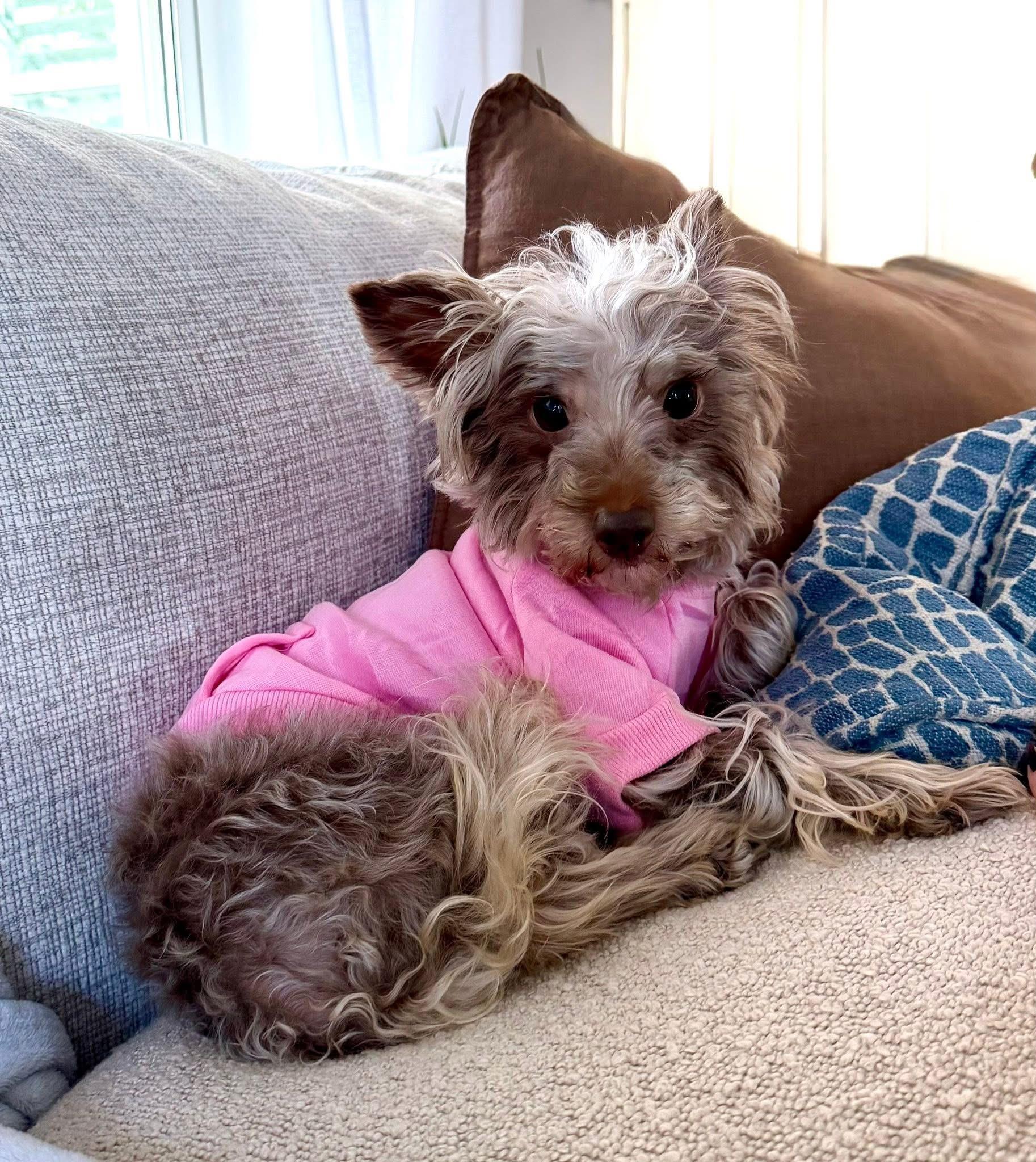 Enlarge Baby, a ADOPTABLE mixed breed in Boynton Beach, FL image 1/6