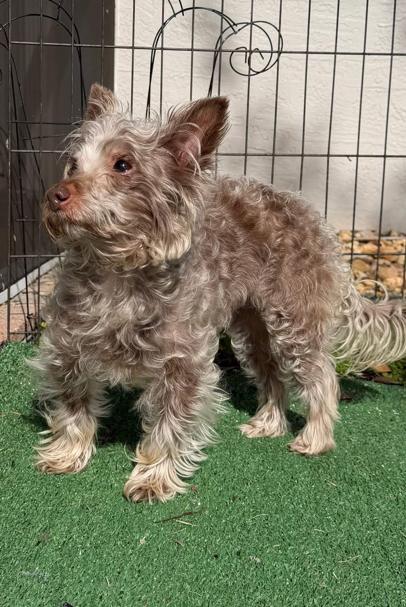 Enlarge Baby, a ADOPTABLE mixed breed in Boynton Beach, FL image 3/6