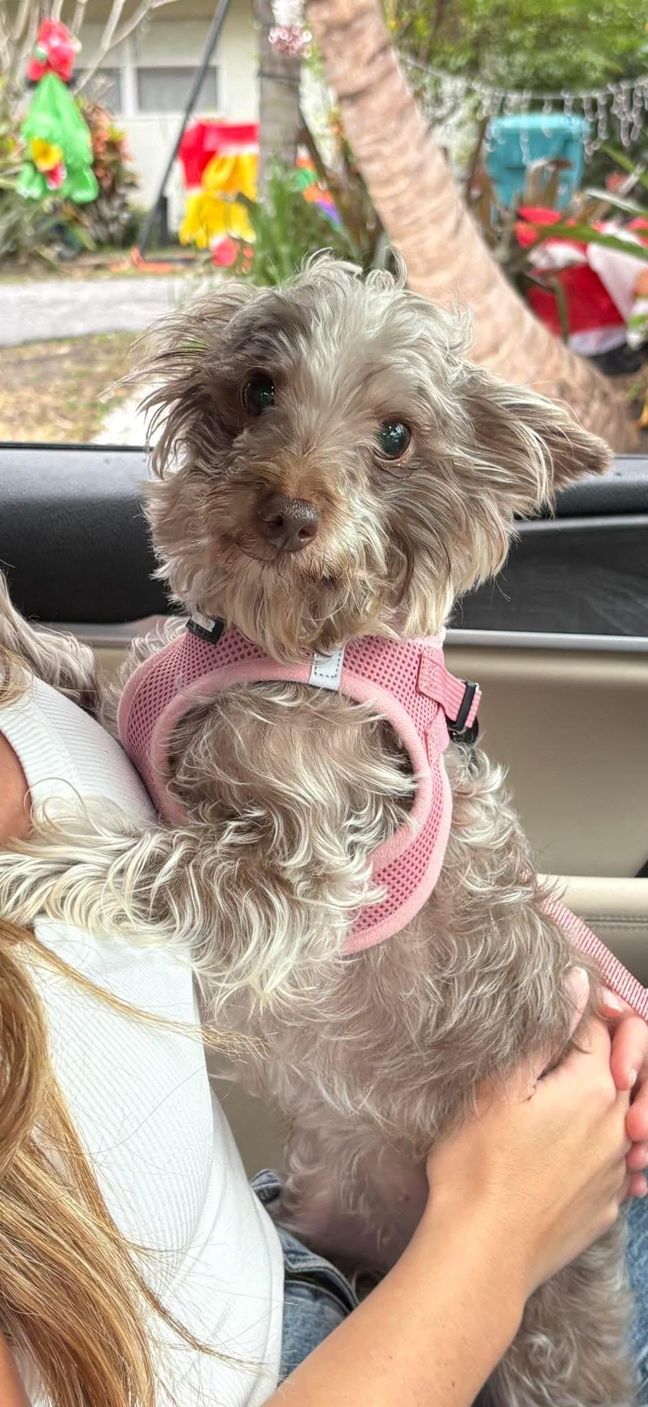 Enlarge Baby, a ADOPTABLE mixed breed in Boynton Beach, FL image 4/6