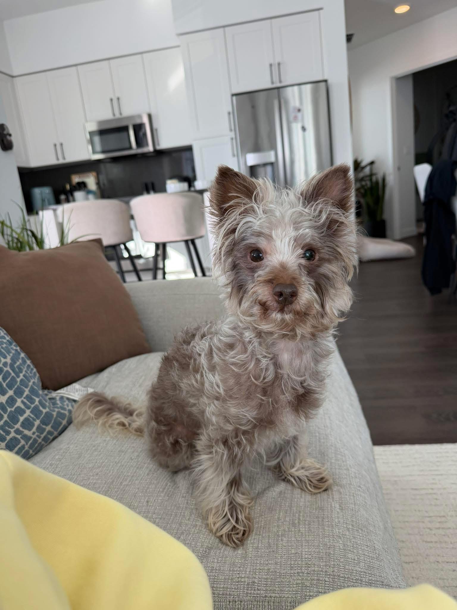 Enlarge Baby, a ADOPTABLE mixed breed in Boynton Beach, FL image 2/6