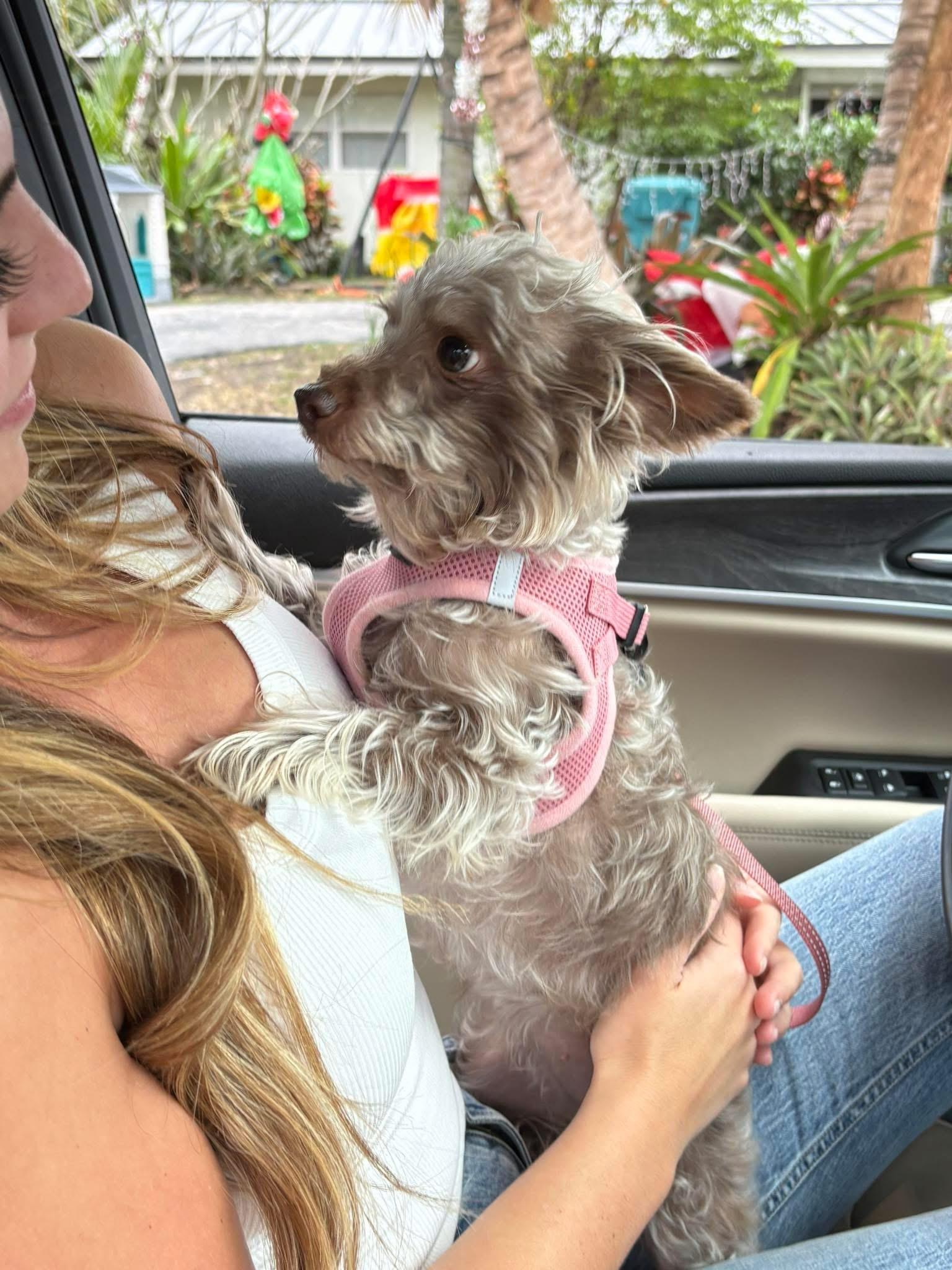 Enlarge Baby, a ADOPTABLE mixed breed in Boynton Beach, FL image 6/6