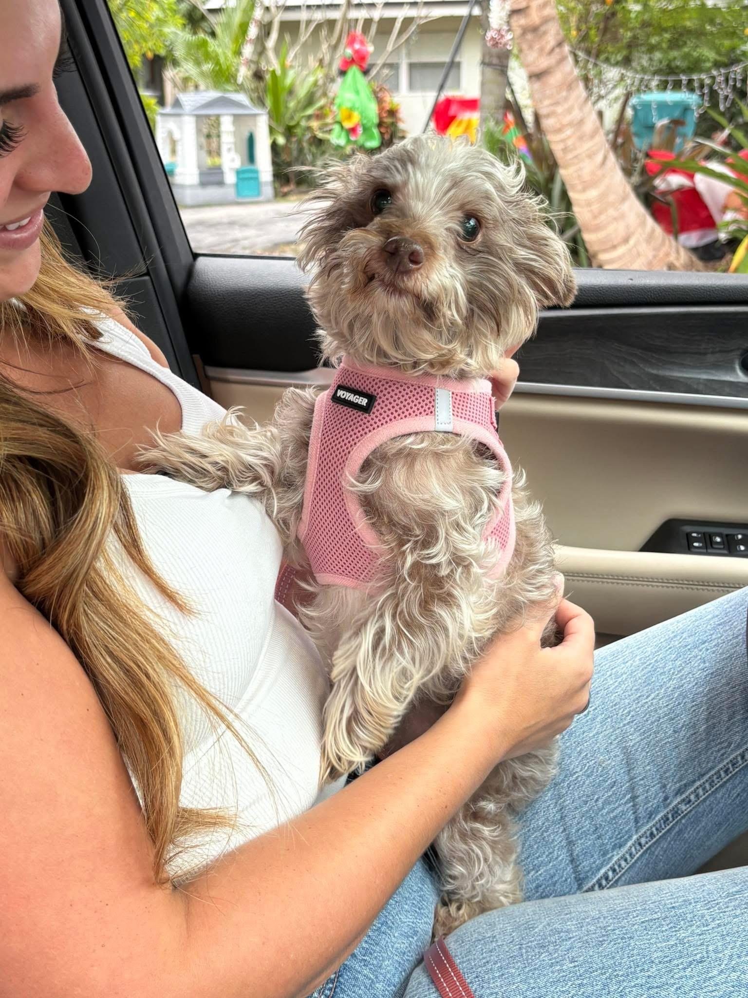 Enlarge Baby, a ADOPTABLE mixed breed in Boynton Beach, FL image 5/6