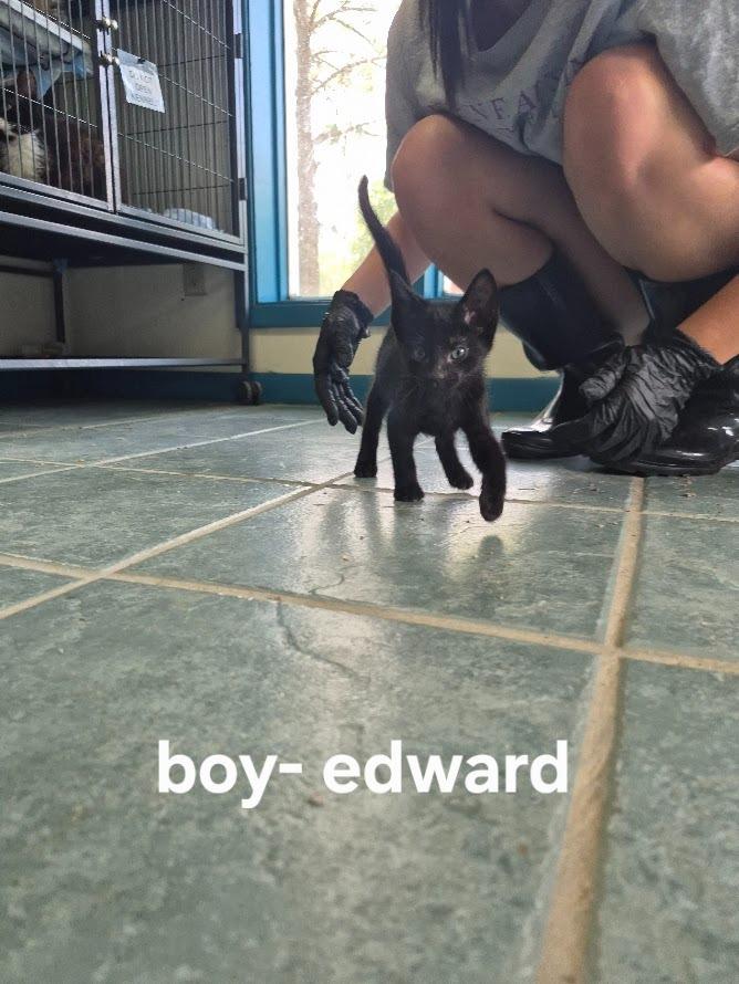 Edward, Adoptable, Kitten Male Domestic Short Hair.