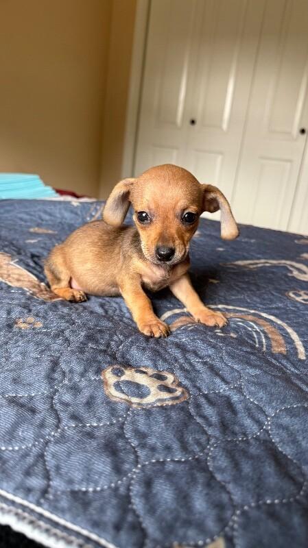 Tot, Adoptable, Puppy Female Dachshund.