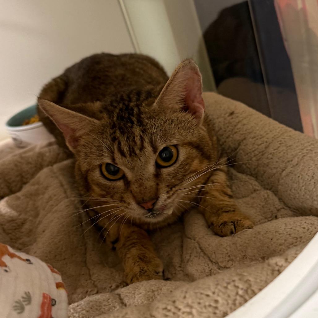 Skar, Adoptable, Adult Male Domestic Short Hair & Domestic Short Hair.