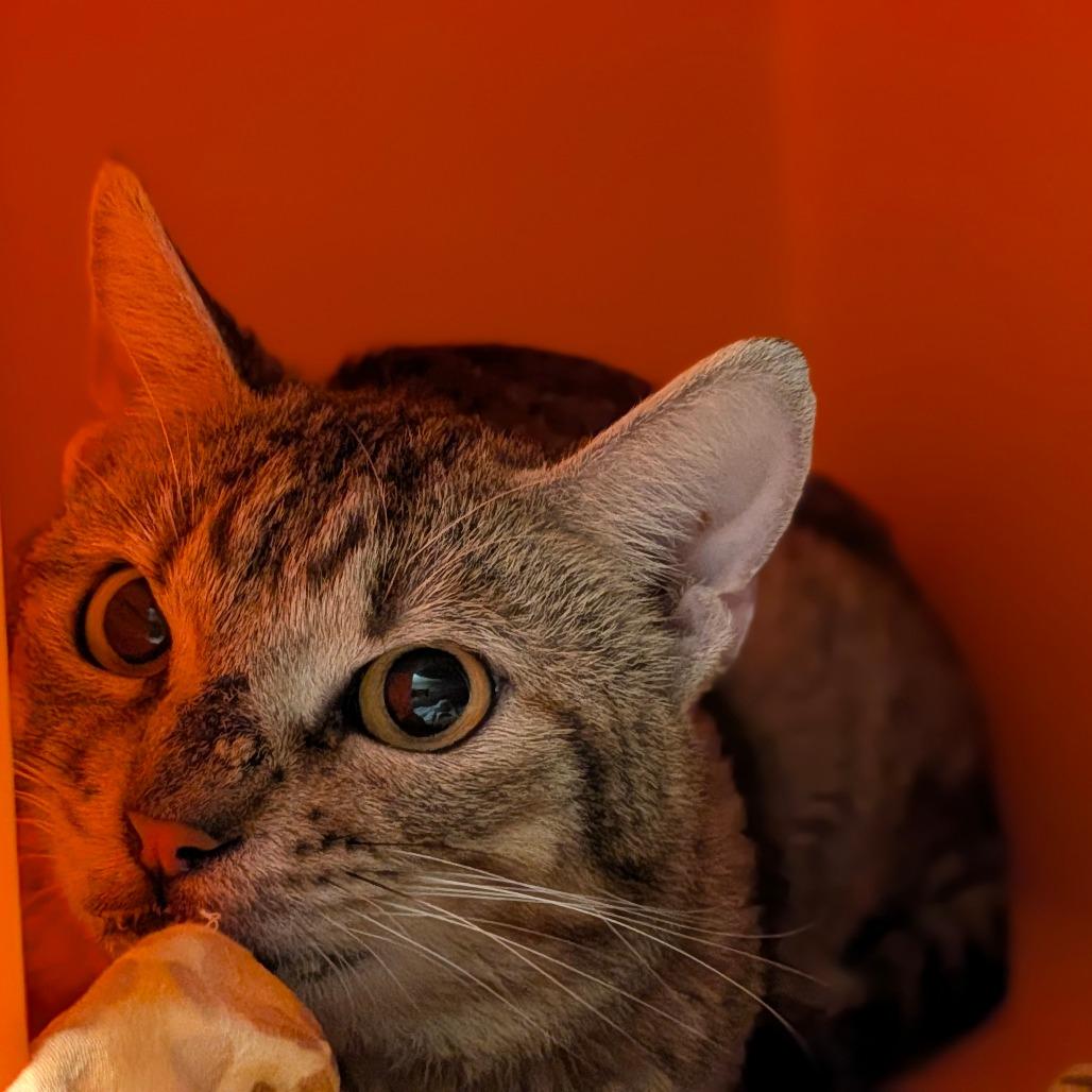 Enlarge Skar, a Adoptable mixed breed in Houston, TX image 2/2