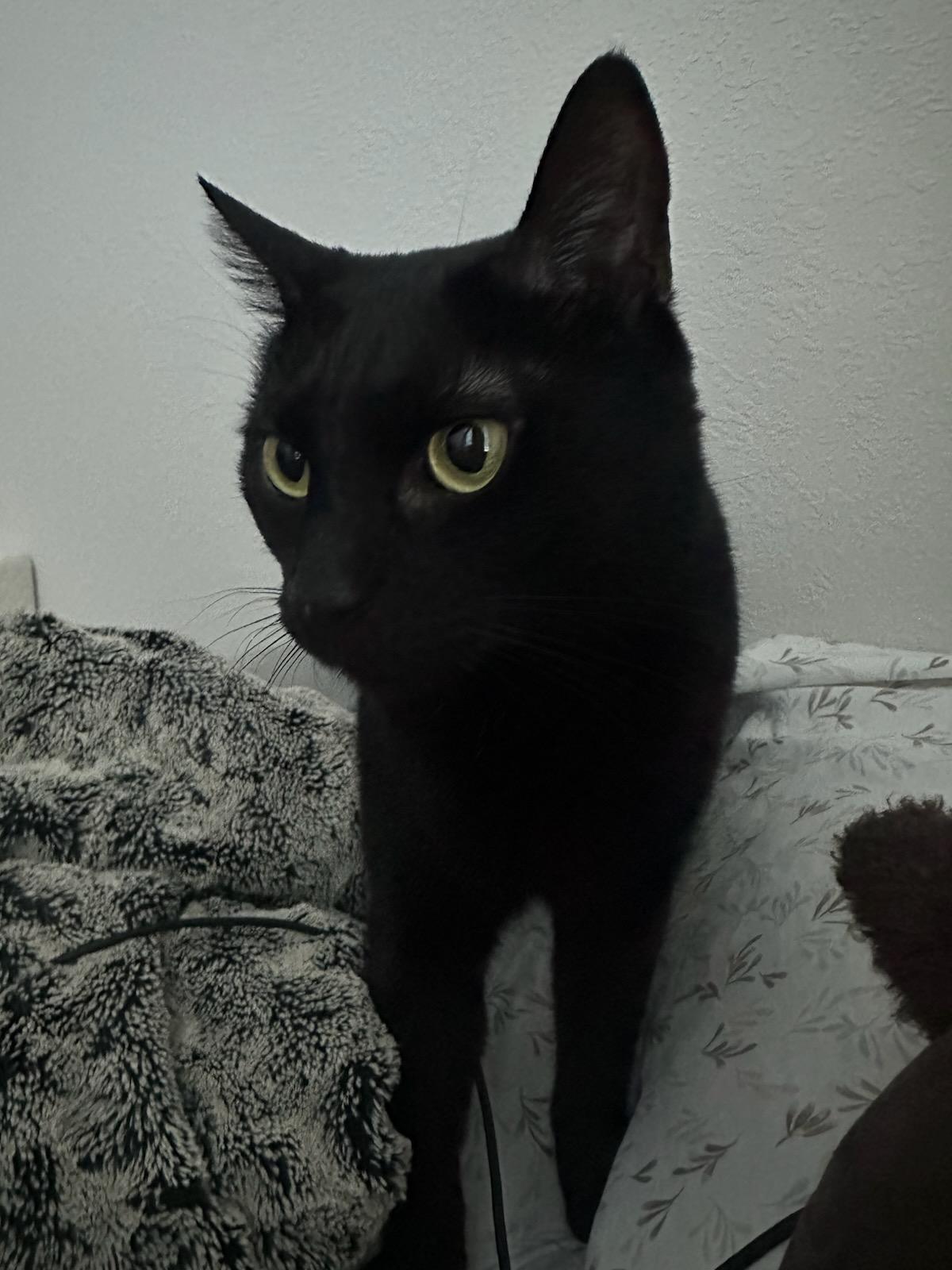 Binky - Athens, GA, adoptable, Adult Male Domestic Short Hair & Tabby.