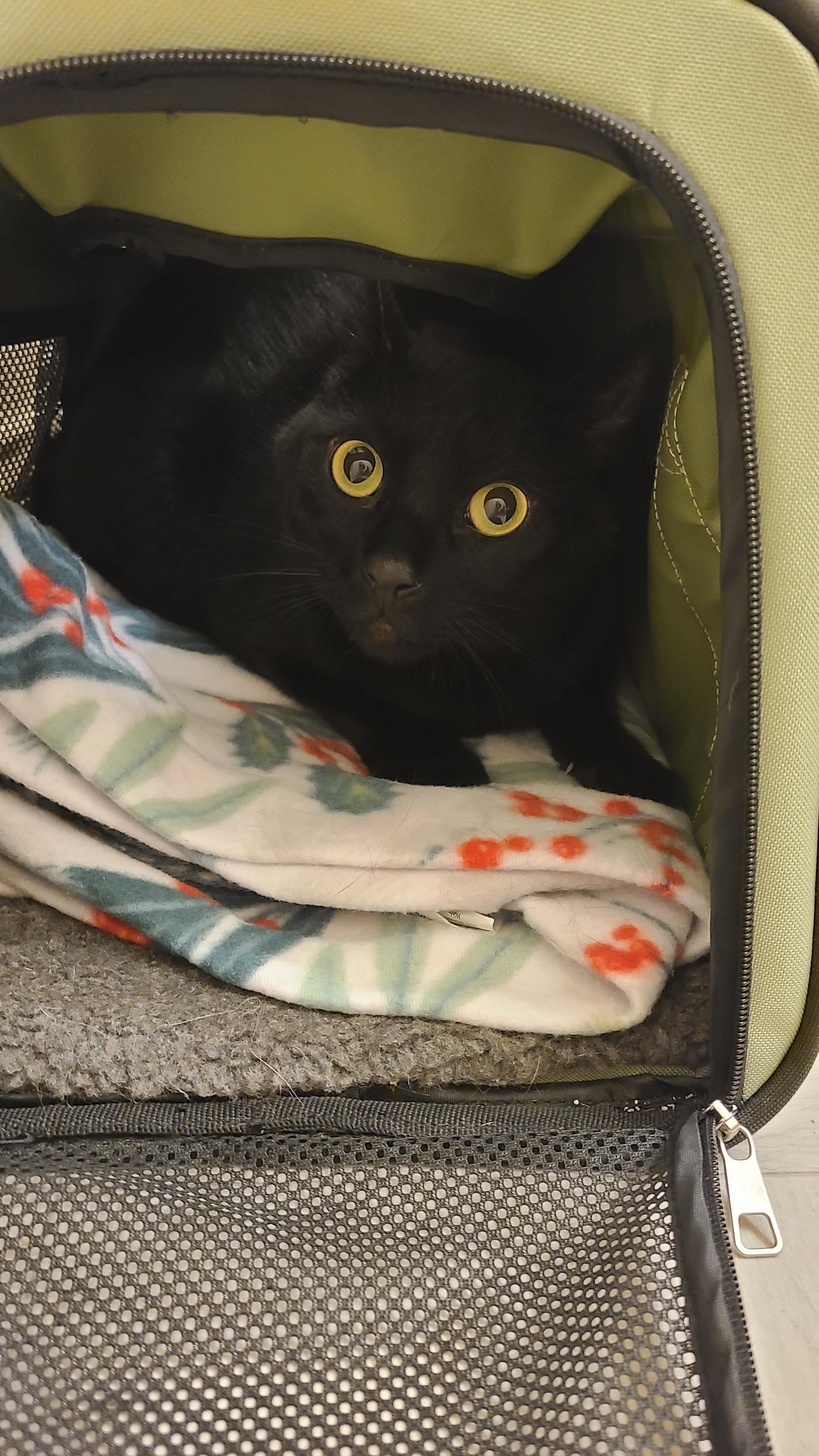 Enlarge Binky - Athens, GA, an adoptable mixed breed in Athens, GA image 3/3