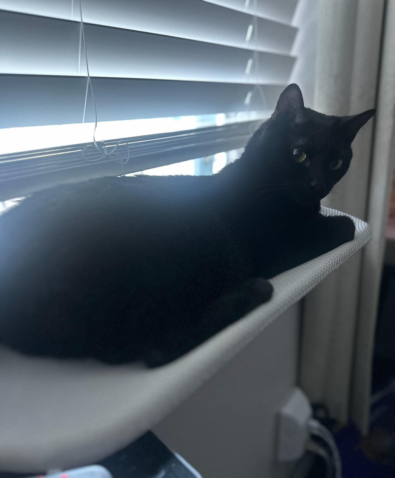 Enlarge Binky - Athens, GA, an adoptable mixed breed in Athens, GA image 2/3