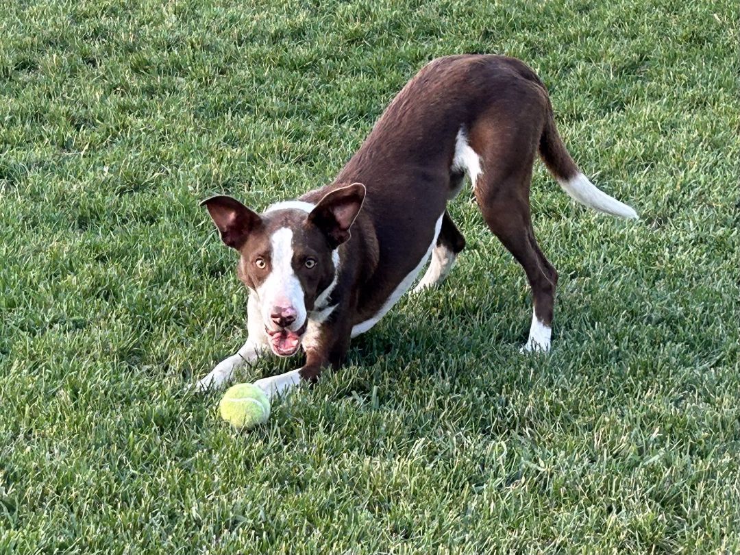 Enlarge Dublin, a Adopted Border Collie in Sandy, UT image 1/4