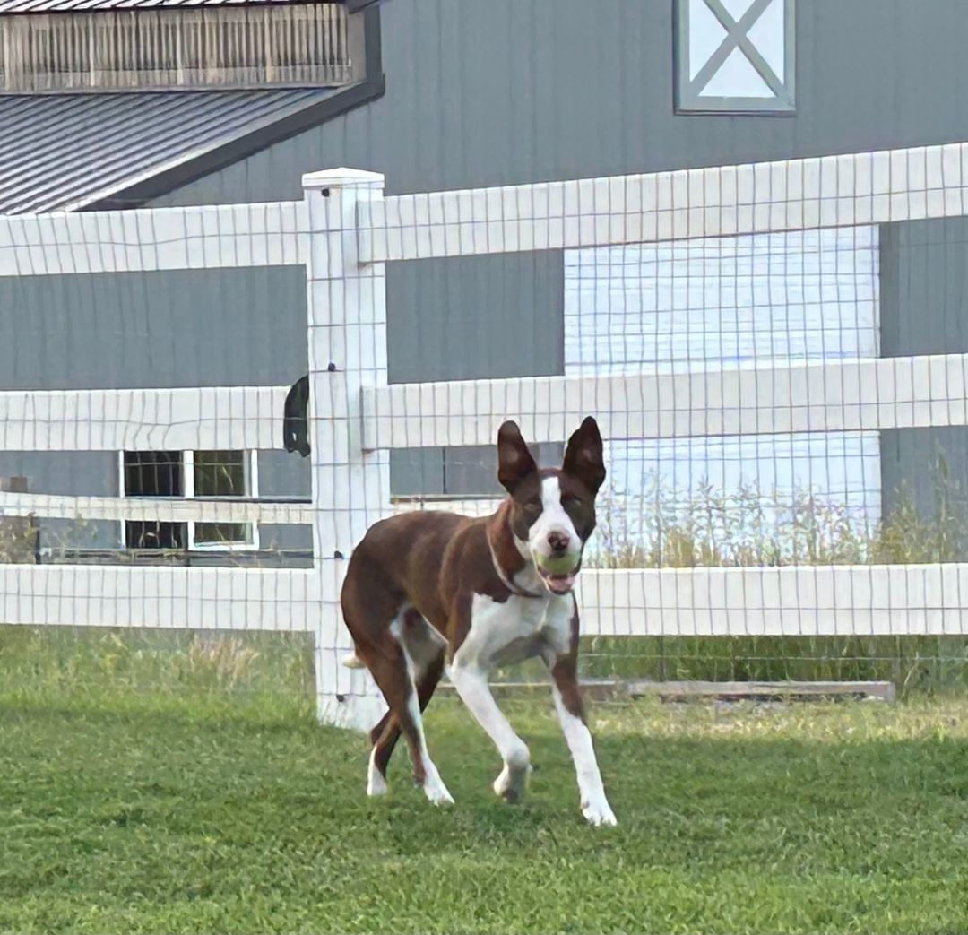 Enlarge Dublin, a Adopted Border Collie in Sandy, UT image 2/4