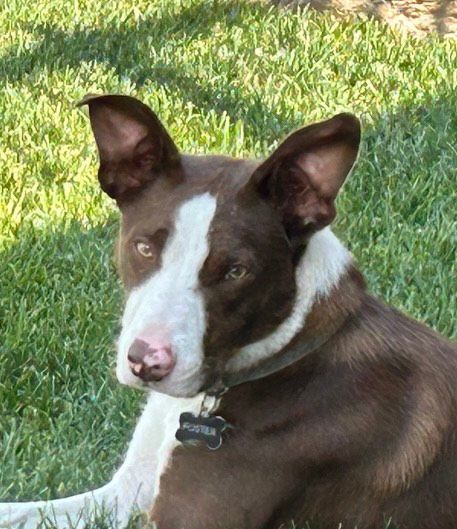 Enlarge Dublin, a Adopted Border Collie in Sandy, UT image 3/4