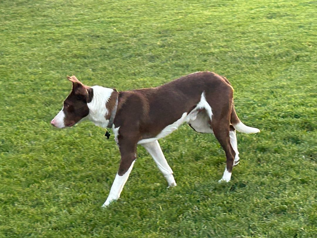 Enlarge Dublin, a Adopted Border Collie in Sandy, UT image 4/4