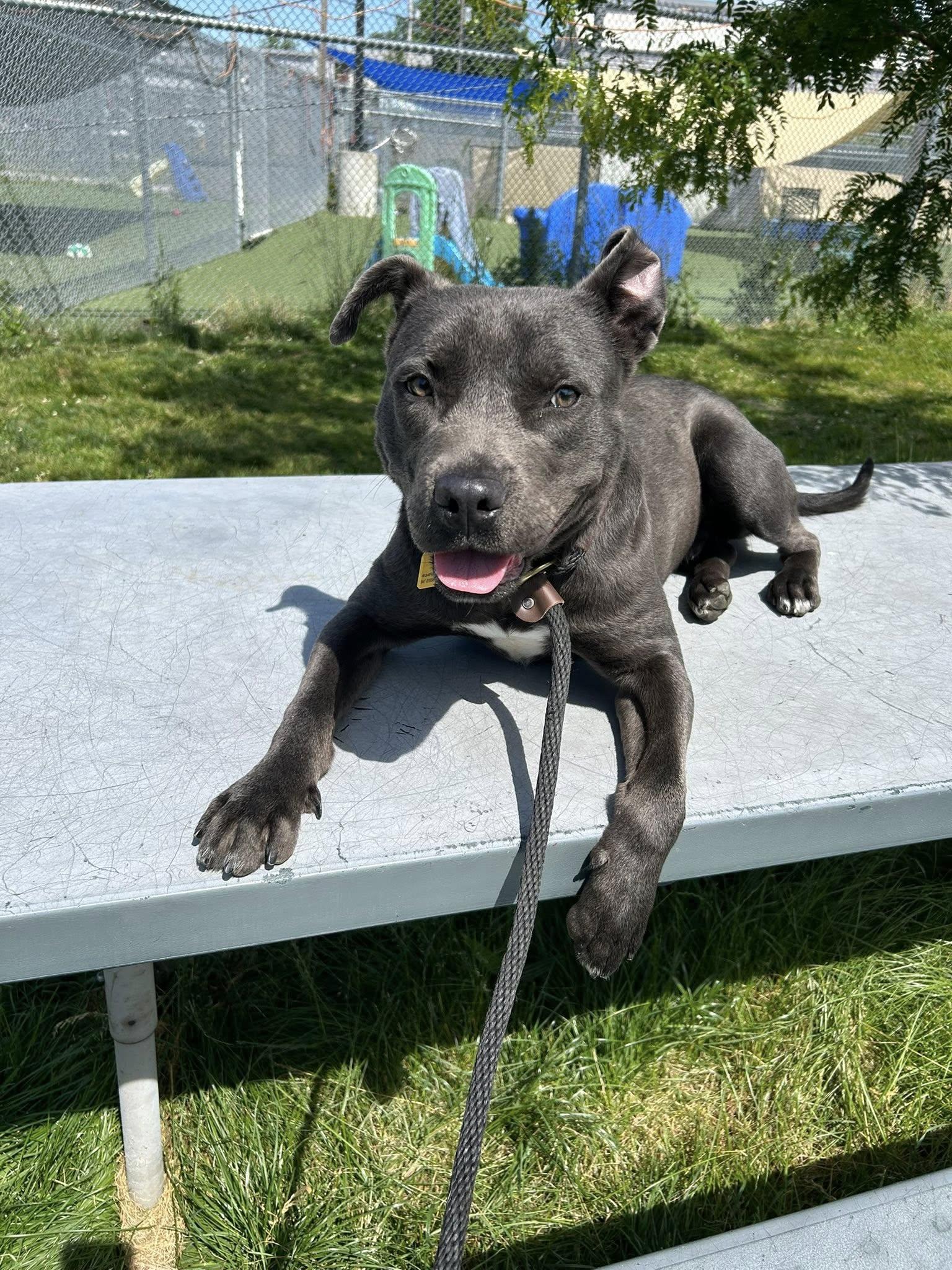 Travis, a ADOPTABLE mixed breed in Cleveland, OH image 6/6