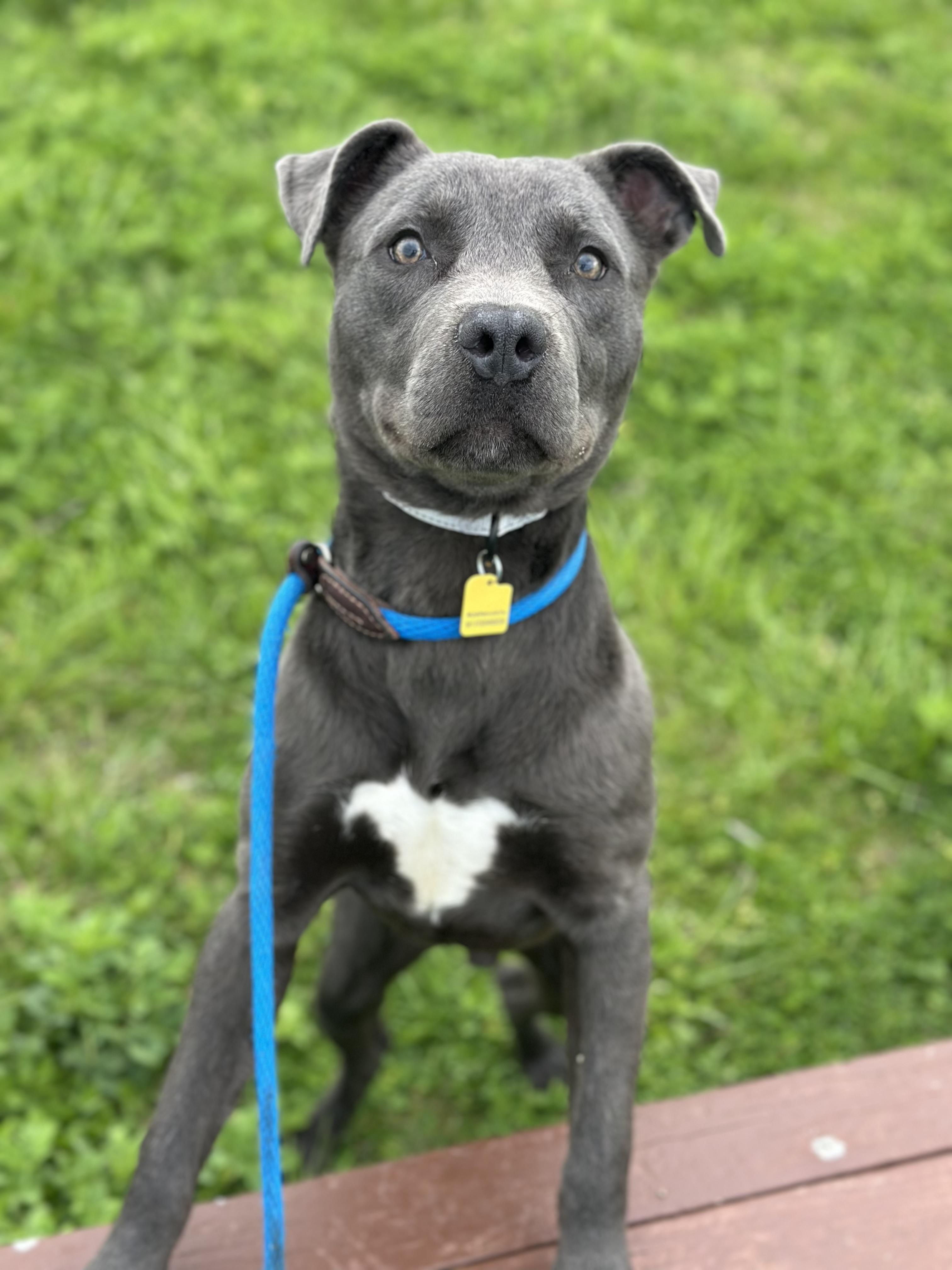 Travis, a ADOPTABLE mixed breed in Cleveland, OH image 2/6