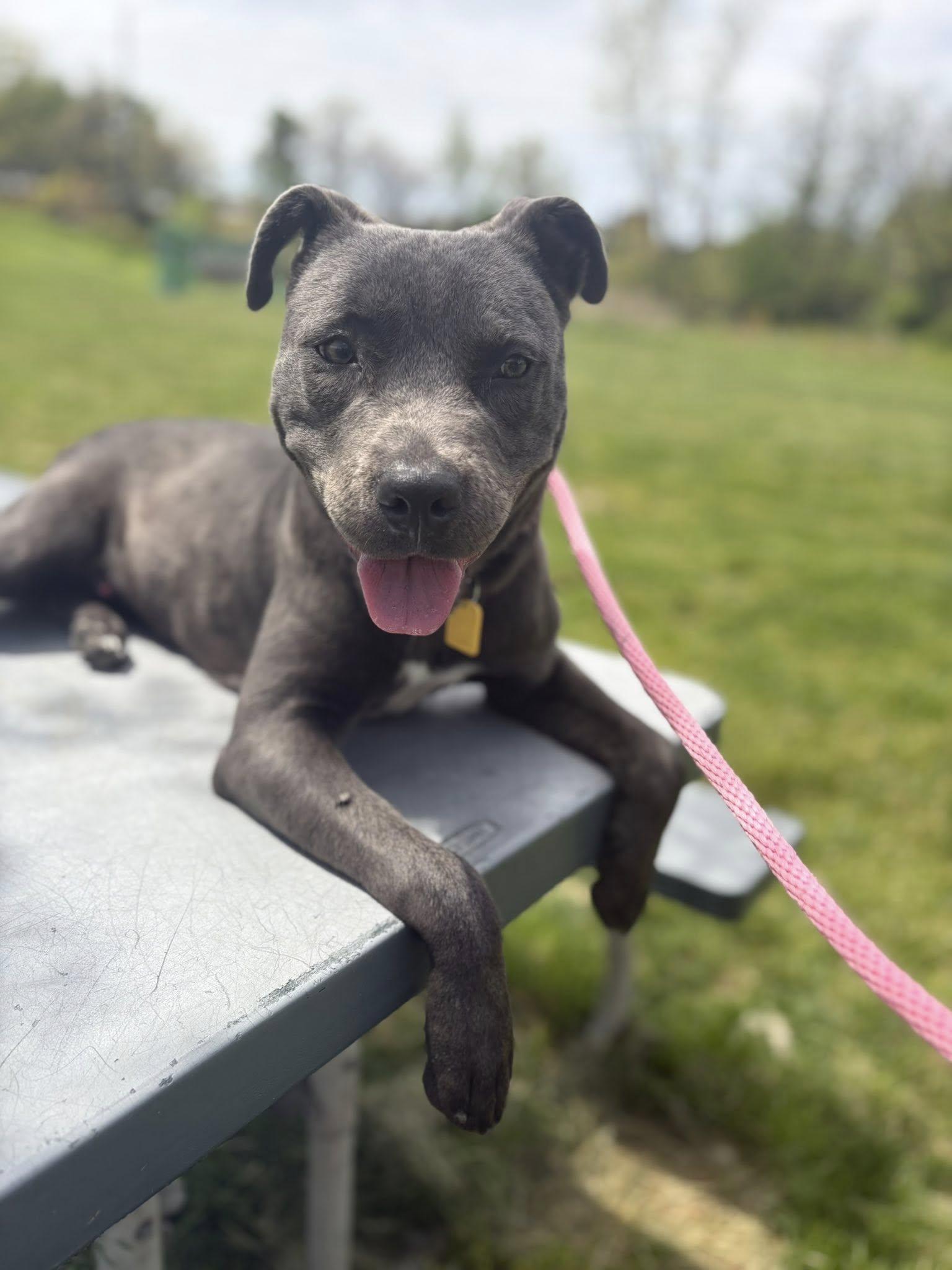 Travis, a ADOPTABLE mixed breed in Cleveland, OH image 1/6