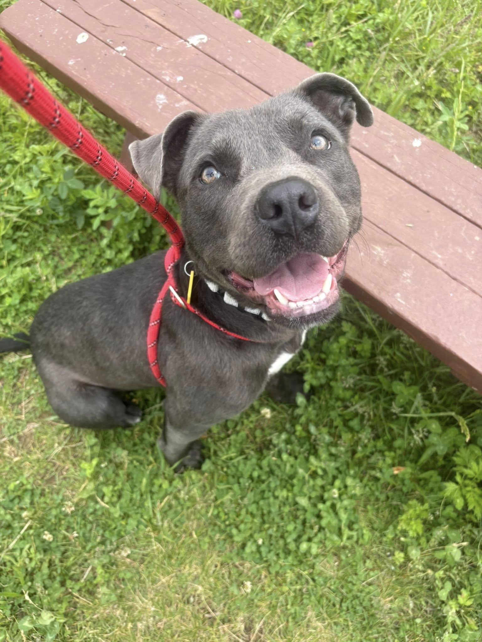 Travis, a ADOPTABLE mixed breed in Cleveland, OH image 5/6