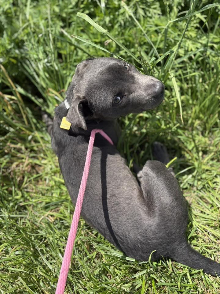 Travis, a ADOPTABLE mixed breed in Cleveland, OH image 4/6