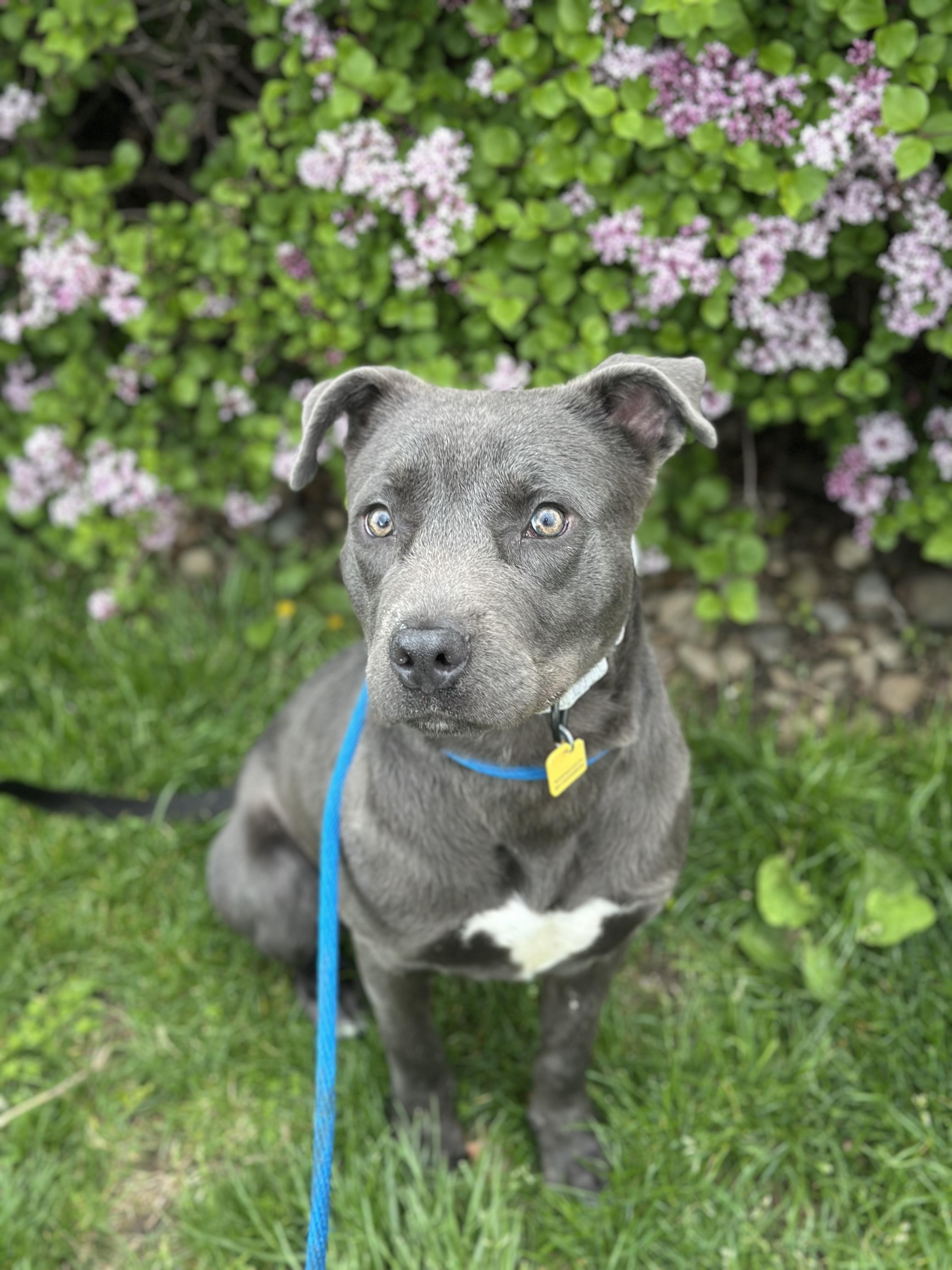 Travis, a ADOPTABLE mixed breed in Cleveland, OH image 3/6