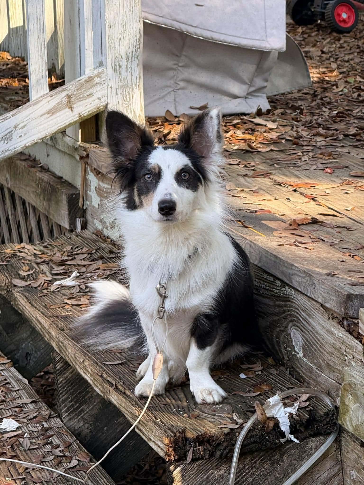Gretchen Girl, Adoptable, Young Female Border Collie & Dachshund.