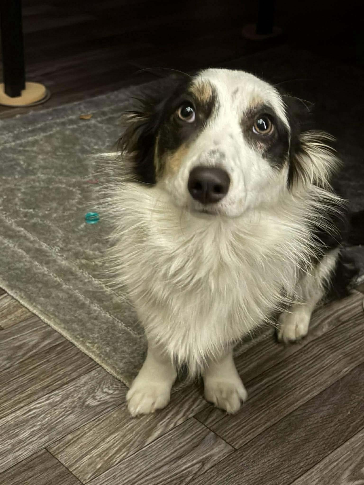 Enlarge Gretchen Girl, a Adoptable mixed breed in Valrico, FL image 3/3