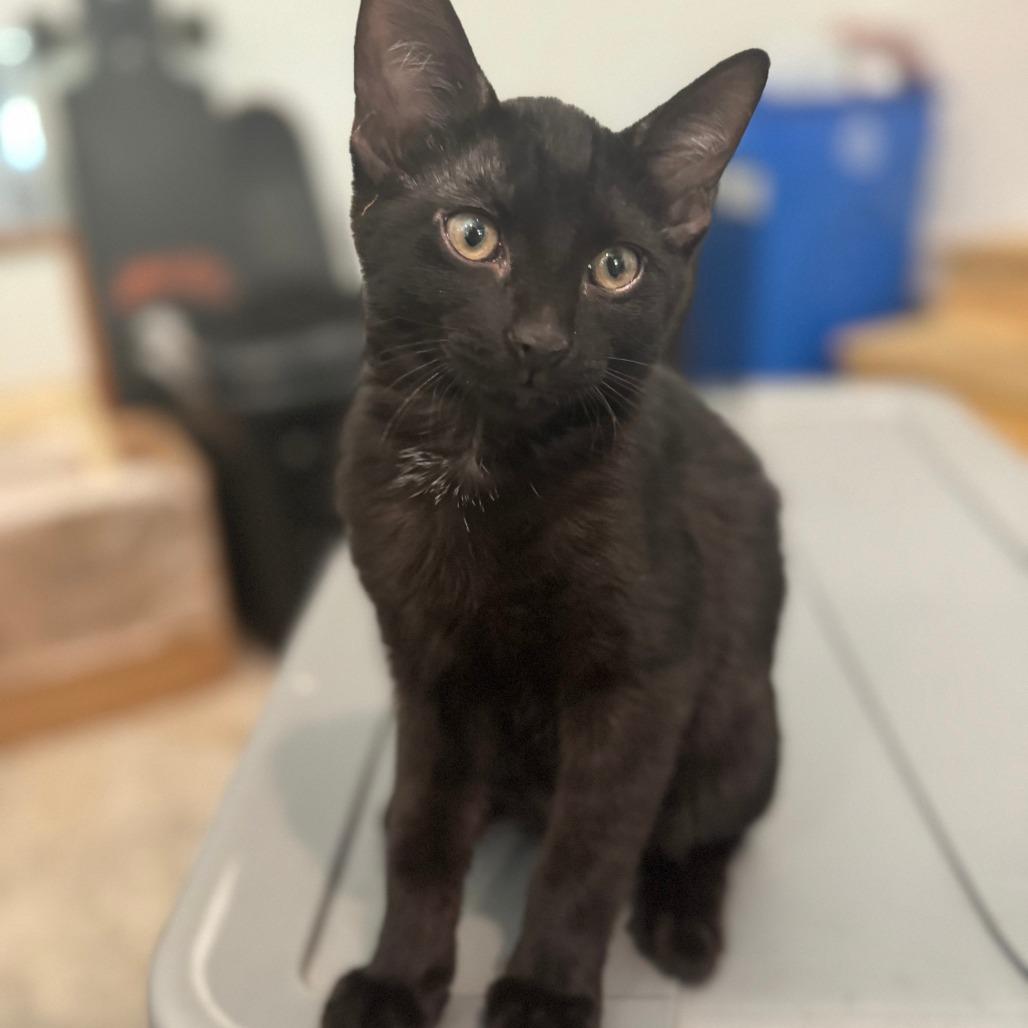 Bear, Adoptable, Kitten Male Domestic Short Hair.