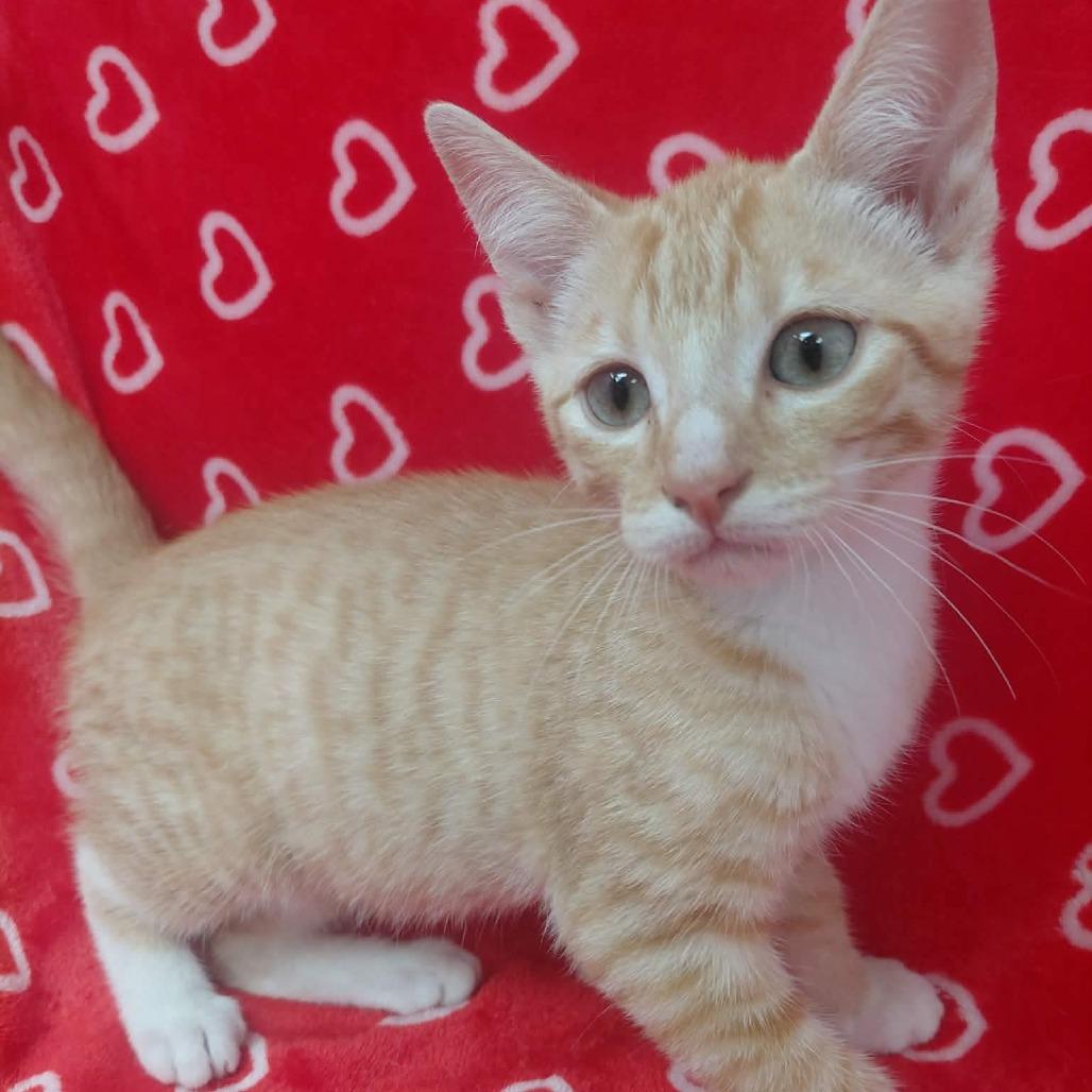 Biggie, Adoptable, Kitten Male Domestic Short Hair.