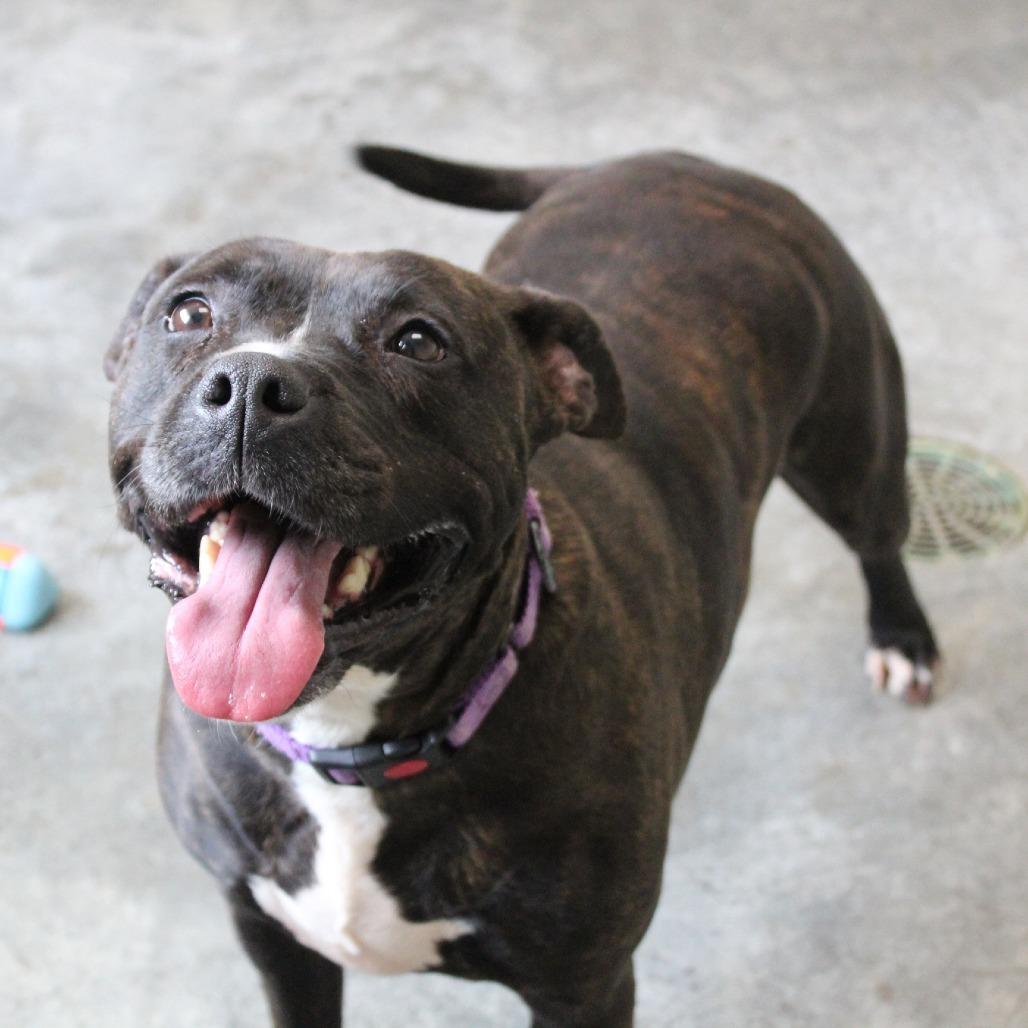 Pippi , ADOPTABLE, Adult Female Pit Bull Terrier.