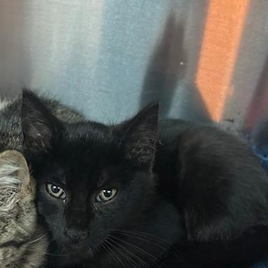 Spot, Adoptable, Kitten Male Domestic Short Hair.