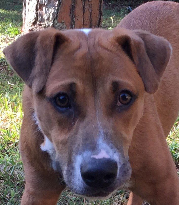 Finn *, Adoptable, Young Male Labrador Retriever & Hound.
