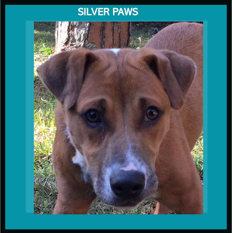 Finn *, a Adoptable mixed breed in Royal Palm Beach, FL image 2/3