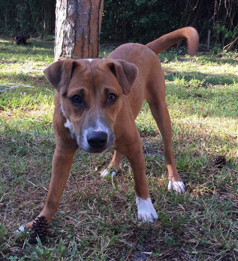 Finn *, a Adoptable mixed breed in Royal Palm Beach, FL image 3/3