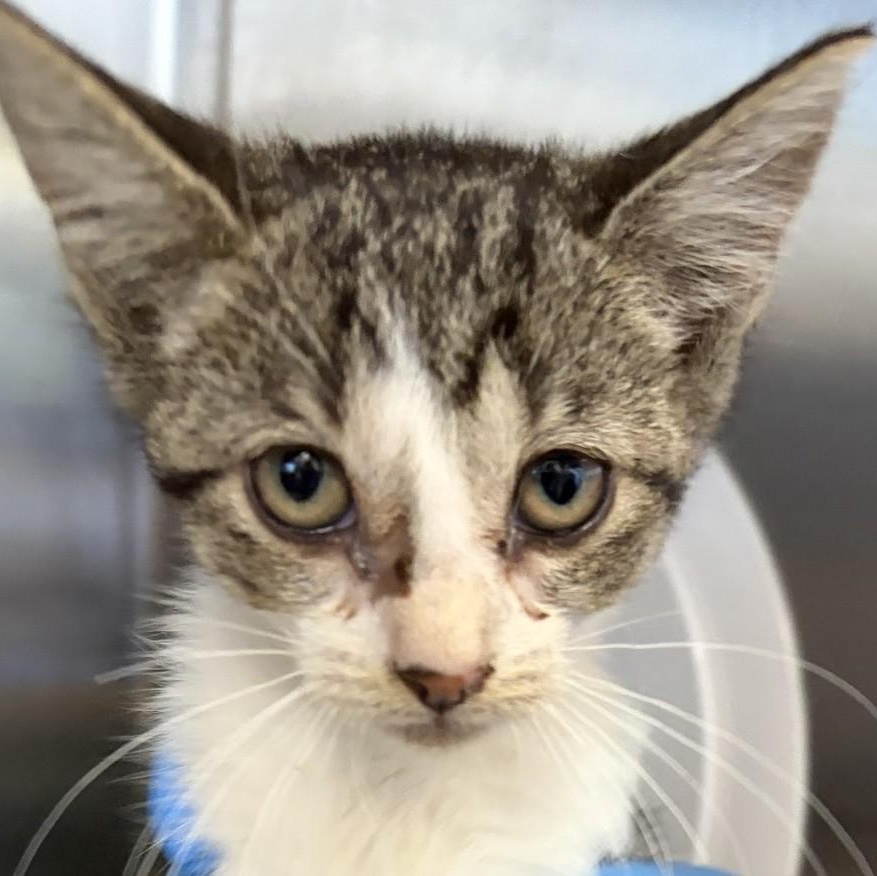 Hermione, Adoptable, Young Female Domestic Short Hair.