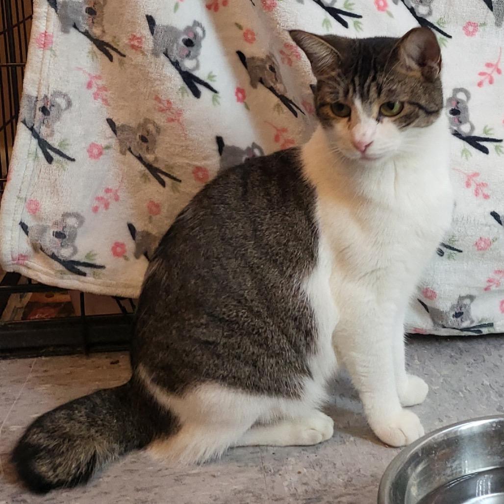 Rose, Adoptable, Adult Female Domestic Short Hair.