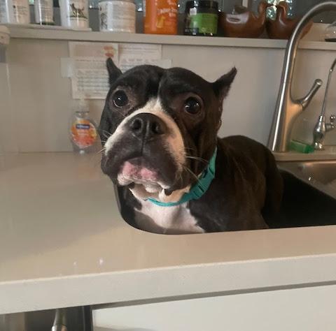 Wonderful Lily -Joy and Sunshine, a Adopted mixed breed in Santa Barbara, CA image 4/4