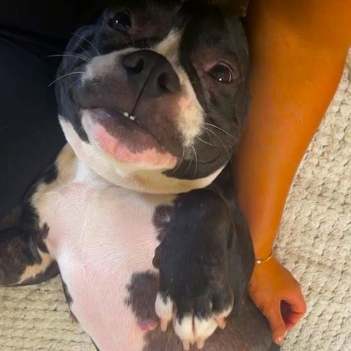 Wonderful Lily -Joy and Sunshine, Adopted, Adult Female Boston Terrier & Bulldog.