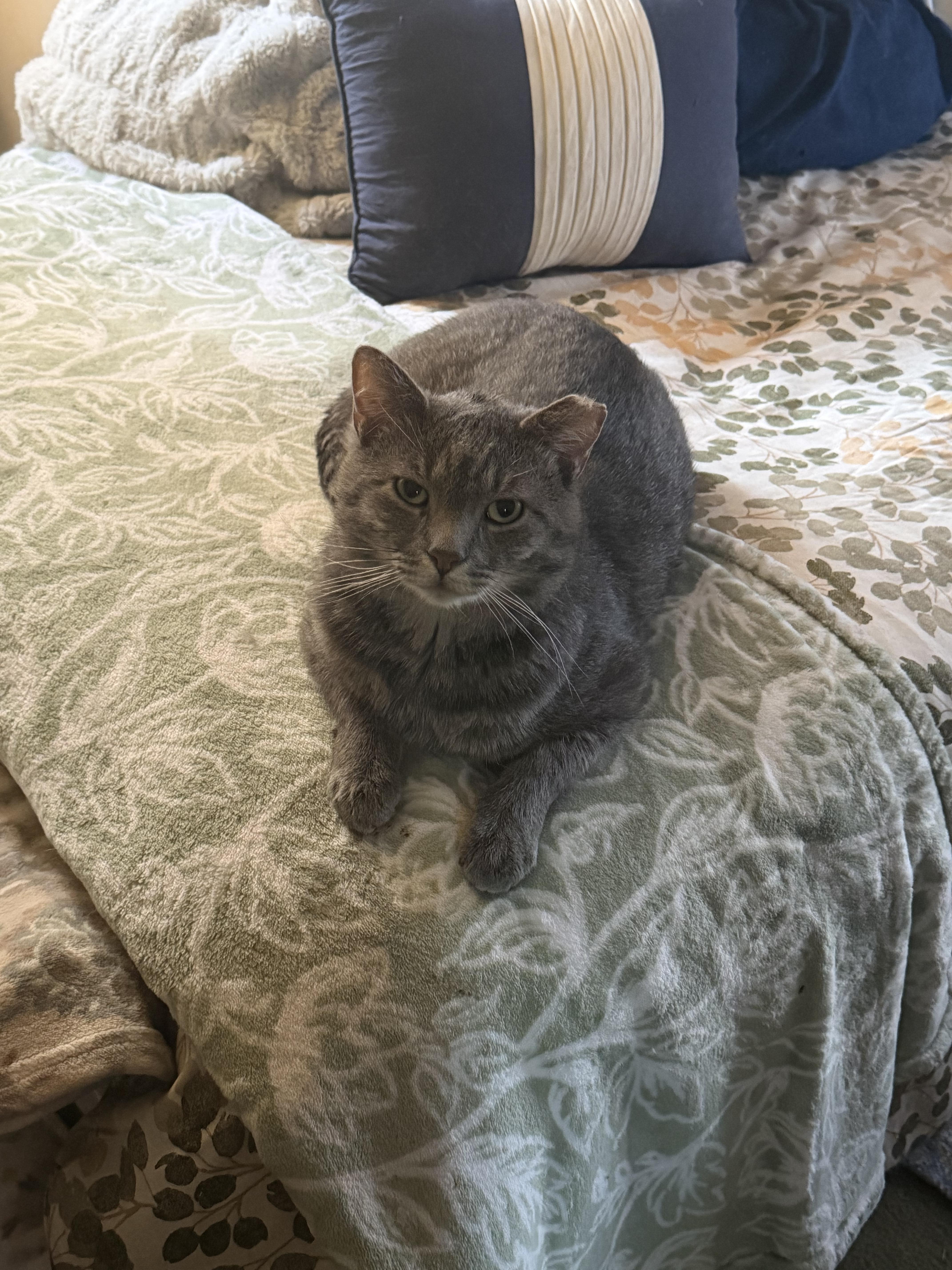 Enlarge Ceasar, a Adoptable Domestic Short Hair in Verona, PA image 1/3