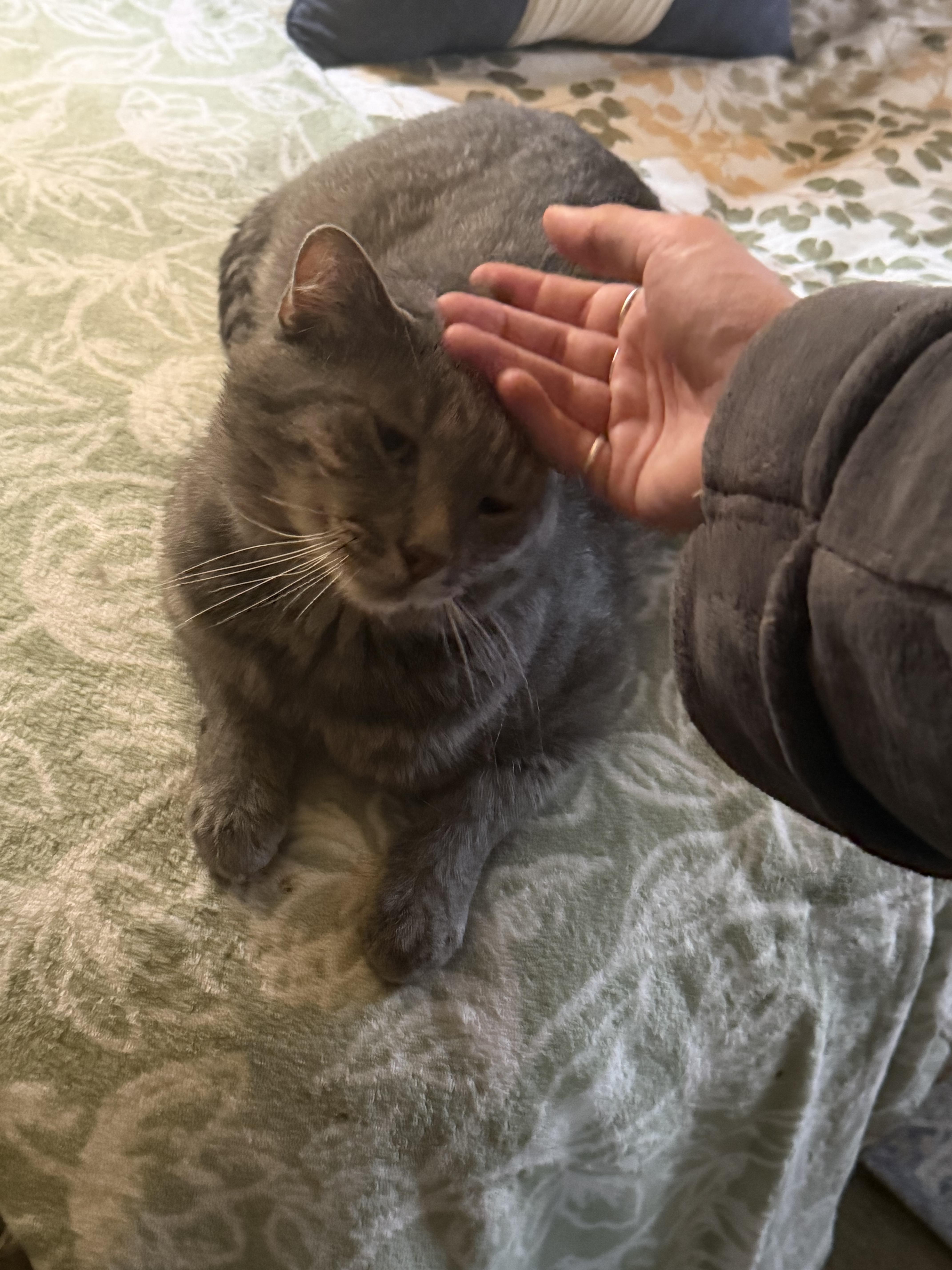 Enlarge Ceasar, a Adoptable Domestic Short Hair in Verona, PA image 3/3